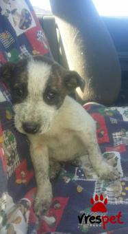 Ράτσα: Τζακ Ράσελ Τεριέ - Jack Russell Terrier | Ηλικία: 2,5 μηνών | Φύλο: Αρσενικό | Αρ. Microchip: - | Ημίαιμο | Περιοχή: Αλεξάνδρεια, Μακεδονία